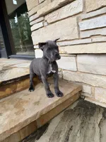 Cane Corso Male Grey, a female Cane Corso for sale in Barrington, IL – 9 of 10