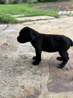 Cane Corso female , a female Cane Corso for sale in Barrington, IL – 7 of 9