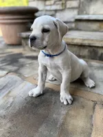 Cane Corso White Male, a male Cane Corso for sale in Barrington, IL – 8 of 10