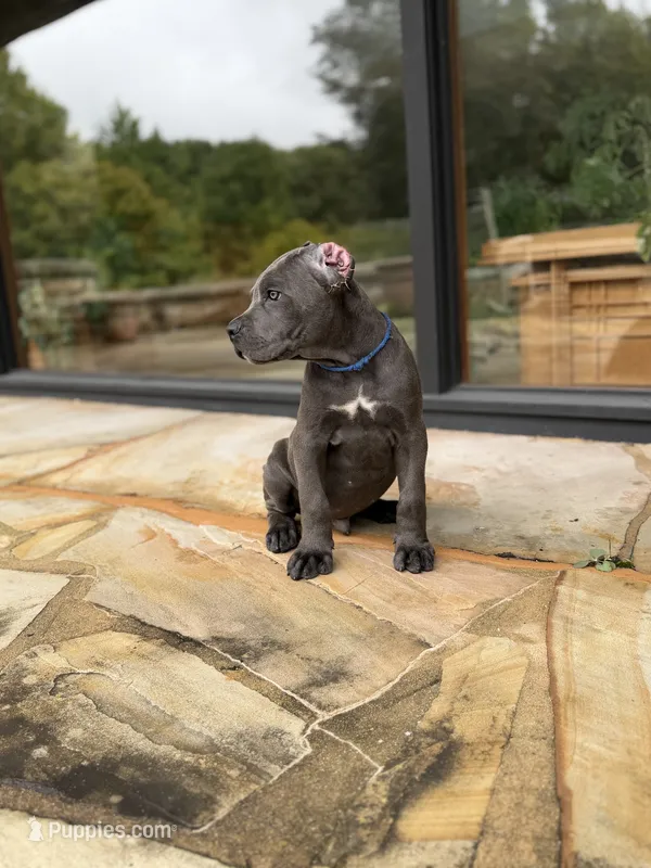 Cane Corso  Male Gray – Cane Corso puppy for sale in Barrington, IL
