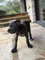 Cane Corso Male Grey, a female Cane Corso for sale in Barrington, IL – 5 of 10