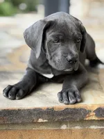 Cane Corso Female, a female Cane Corso for sale in Barrington, IL – 7 of 10
