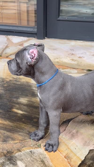 Cane Corso  Male Gray, a male Cane Corso for sale in Barrington, IL – 10 of 10