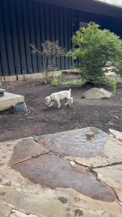 Cane Corso Male Black, a male Cane Corso for sale in Barrington, IL – 8 of 8