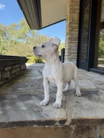 Cane Corso White Female, a female Cane Corso for sale in Barrington, IL – 4 of 10