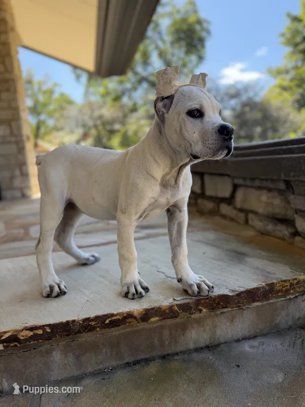 Cane Corso Male White – Cane Corso puppy for sale in Barrington, IL