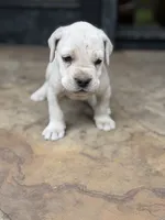 Cane Corso White Male, a male Cane Corso for sale in Barrington, IL – 1 of 8