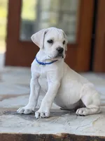 Cane Corso Male White, a male Cane Corso for sale in Barrington, IL – 6 of 10