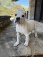 Cane Corso White Female, a female Cane Corso for sale in Barrington, IL – 7 of 10