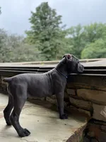 Cane Corso  Male Gray, a male Cane Corso for sale in Barrington, IL – 7 of 10