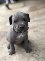 Cane Corso  Male Gray, a male Cane Corso for sale in Barrington, IL – 5 of 10