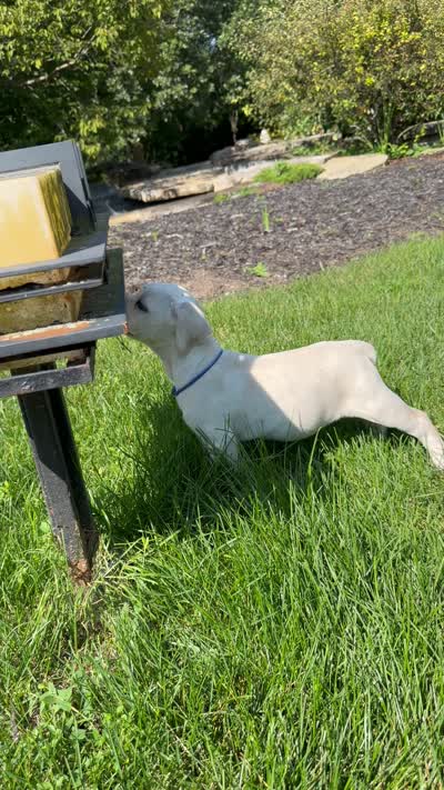 Cane Corso Male White, a male Cane Corso for sale in Barrington, IL – 9 of 10