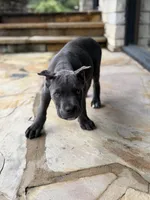 Cane Corso Male Grey, a female Cane Corso for sale in Barrington, IL – 6 of 10