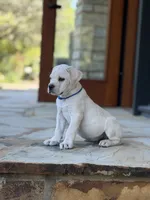 Cane Corso White Male, a male Cane Corso for sale in Barrington, IL – 6 of 10