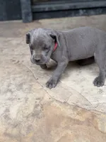 Cane Corso Female gray, a female Cane Corso for sale in Barrington, IL – 3 of 8