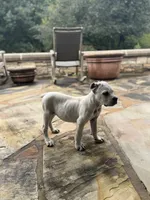Cane Corso Male White, a male Cane Corso for sale in Barrington, IL – 2 of 10