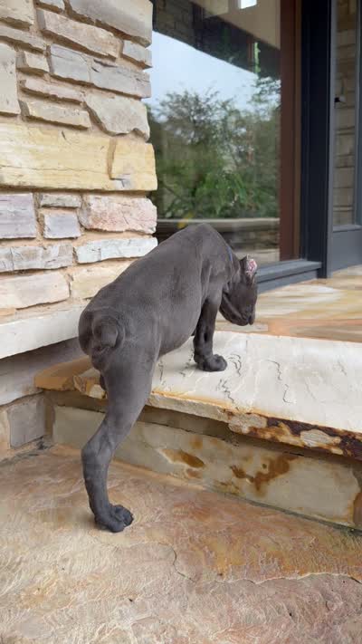 Cane Corso  Male Gray, a male Cane Corso for sale in Barrington, IL – 9 of 10