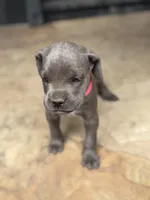 Cane Corso Female gray, a female Cane Corso for sale in Barrington, IL – 2 of 8