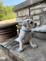 Cane Corso White Male, a male Cane Corso for sale in Barrington, IL – 9 of 10
