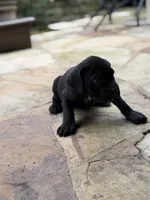 Cane Corso female , a female Cane Corso for sale in Barrington, IL – 4 of 9