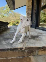 Cane Corso White Female, a female Cane Corso for sale in Barrington, IL – 2 of 10