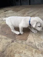 Cane Corso White Male, a male Cane Corso for sale in Barrington, IL – 4 of 8