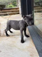 Cane Corso Male Grey, a female Cane Corso for sale in Barrington, IL – 8 of 10