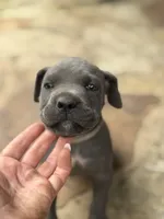 Cane Corso  Male Gray, a male Cane Corso for sale in Barrington, IL – 7 of 10