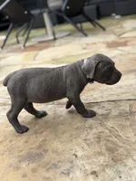 Cane Corso  Male Gray, a male Cane Corso for sale in Barrington, IL – 2 of 10