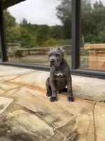 Cane Corso  Male Gray, a male Cane Corso for sale in Barrington, IL – 2 of 10