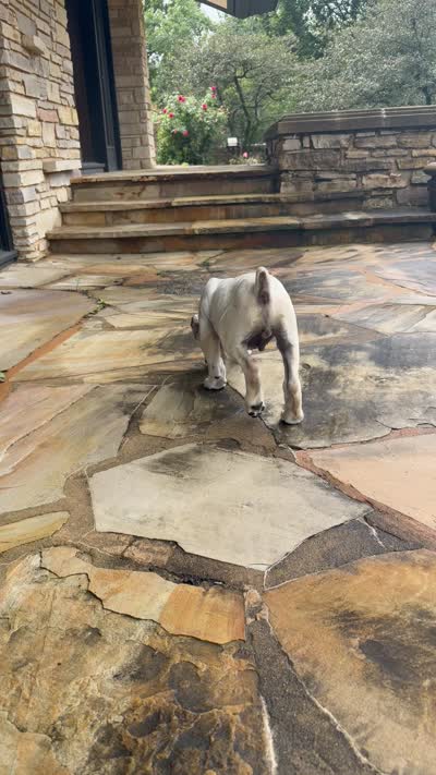 Cane Corso Male White, a male Cane Corso for sale in Barrington, IL – 10 of 10