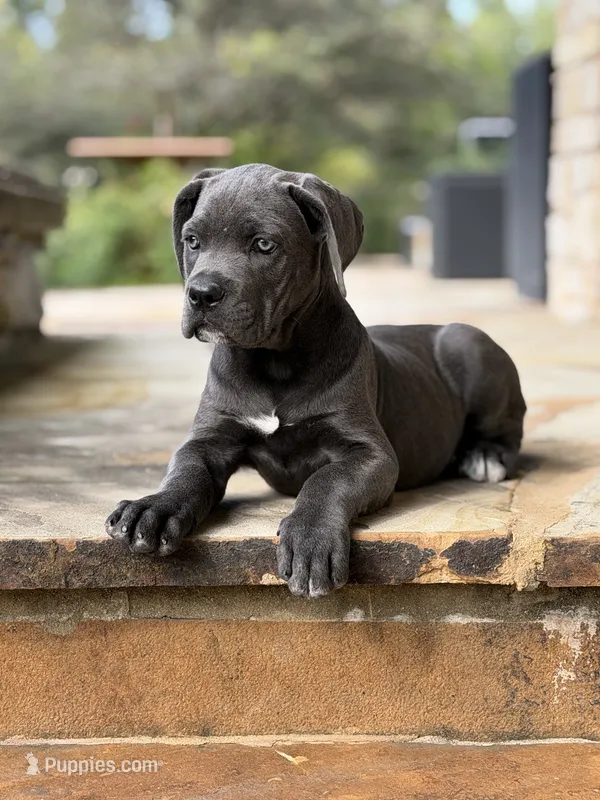 Cane Corso Female – Cane Corso puppy for sale in Barrington, IL