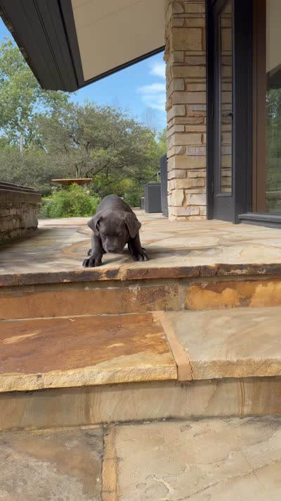 Cane Corso Female, a female Cane Corso for sale in Barrington, IL – 9 of 10