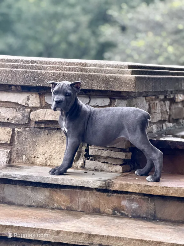 Cane Corso Male Grey – Cane Corso puppy for sale in Barrington, IL