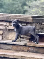 Cane Corso Male Grey, a female Cane Corso for sale in Barrington, IL – 1 of 10