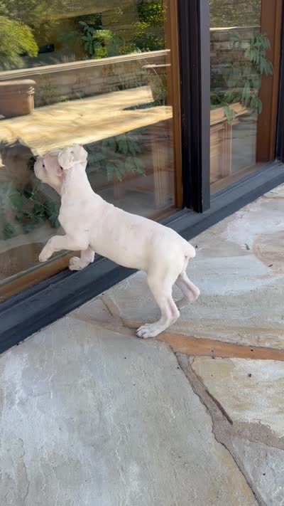 Cane Corso White Female, a female Cane Corso for sale in Barrington, IL – 9 of 10