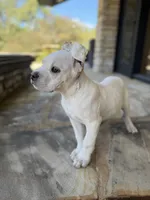 Cane Corso White Female, a female Cane Corso for sale in Barrington, IL – 5 of 10