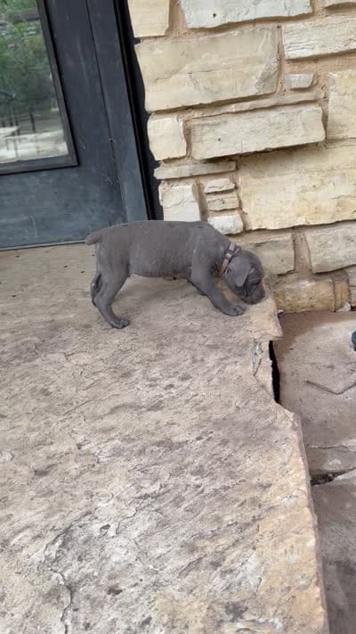 Cane Corso  Male Gray, a male Cane Corso for sale in Barrington, IL – 10 of 10