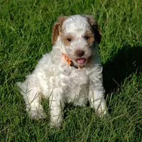 Orange collar, a female Poodle - Standard  for sale in Mesa, AZ – 2 of 3
