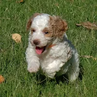 Orange collar, a female Poodle - Standard  for sale in Mesa, AZ – 1 of 3