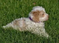 Purple collar, a female Poodle - Standard  for sale in Mesa, AZ – 3 of 4