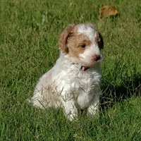 Brown collar, a male Poodle - Standard  for sale in Mesa, AZ – 3 of 3