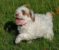 Red collar, a female Poodle - Standard  for sale in Mesa, AZ – 2 of 3