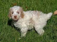 Purple collar, a female Poodle - Standard  for sale in Mesa, AZ – 2 of 4