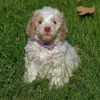 Purple collar, a female Poodle - Standard  for sale in Mesa, AZ – 4 of 4