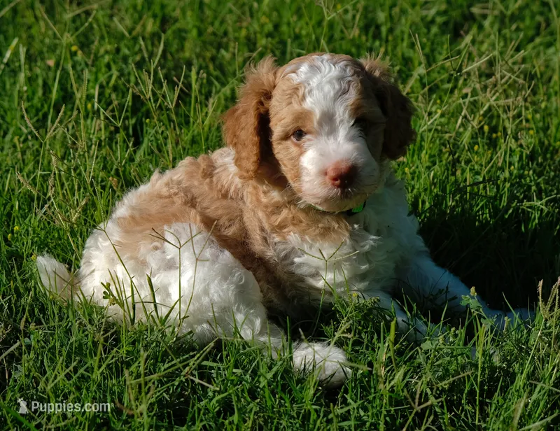 Green collar – Poodle - Standard  puppy for sale in Mesa, AZ