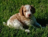 Green collar, a male Poodle - Standard  for sale in Mesa, AZ – 1 of 3