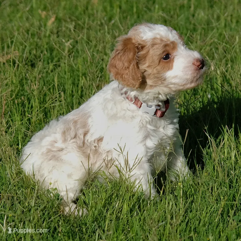 Brown collar – Poodle - Standard  puppy for sale in Mesa, AZ