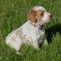 Brown collar, a male Poodle - Standard  for sale in Mesa, AZ – 1 of 3