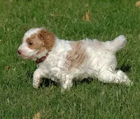 Brown collar, a male Poodle - Standard  for sale in Mesa, AZ – 2 of 3